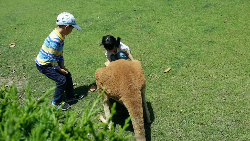 visit Shanghai Wild Animal Park cover